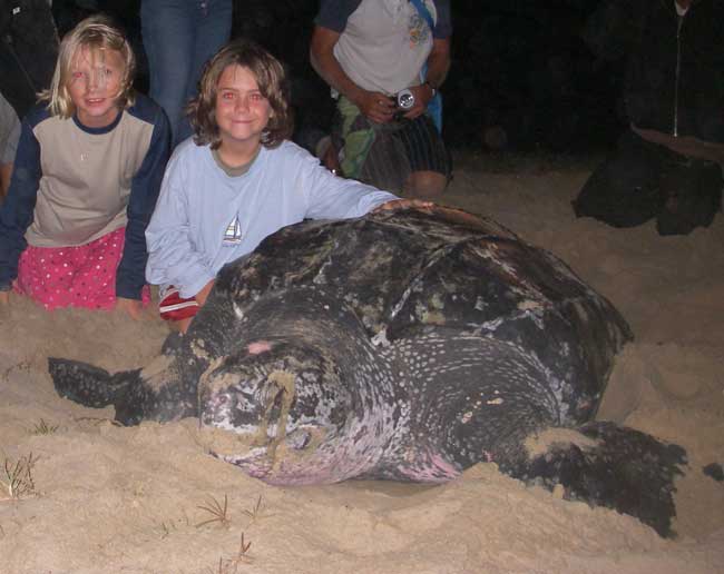 Emmett and Caoline with nesting Leatherback sea turtle